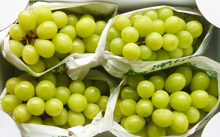 やまがたのぶどう シャインマスカット 秀品 約1.7kg(2～5房程度) [9月発送]　 【令和8年産先行予約】FS23-754 くだもの 果物 フルーツ 山形 山形県 山形市 2026年産