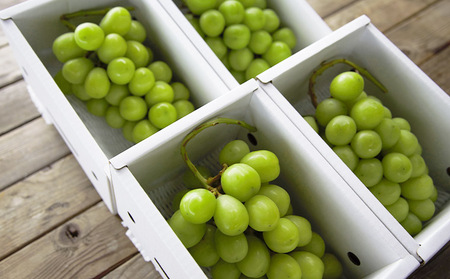 おすそ分けにおすすめ！シャインマスカット 秀品 約2.4kg(約600g1房×4箱) 【令和8年産先行予約】FS23-770 くだもの 果物 フルーツ 山形 山形県 山形市 2026年産
