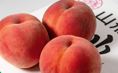 やまがたの桃(白桃) あかつき 秀品 約3kg(6～12玉程度) 【令和8年産先行予約】FS23-810 くだもの 果物 フルーツ 山形 山形県 山形市 2026年産