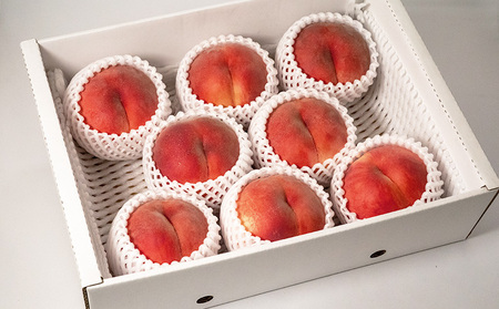 [ご家庭用]やまがたの桃 (白桃) 品種お任せ「柔らかくなる桃」8月 優品 約3kg(6～12玉程度) 【令和8年産先行予約】FS23-811 くだもの 果物 フルーツ 山形 山形県 山形市 2026年産