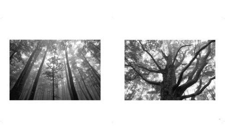 写真家 望月久 モノクロ写真集 「FOREST」～安比高原・八幡平～ ／ 写真 写真集 作品集 風景 自然 モノクロ写真 モノクロ プロ プロカメラマン カメラマン 作品 景色 雪 雪景色 風景写真 安比 安比高原 八幡平 プレゼント 贈り物
