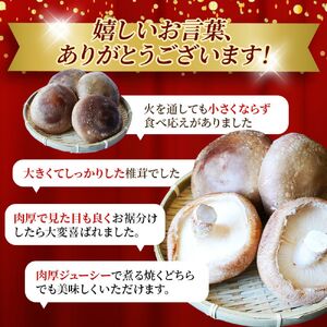 龍神マッシュの生しいたけ３袋セット / 肉厚 無農薬 菌床栽培 きのこ シイタケ 椎茸 和歌山県 田辺市 【mas001】