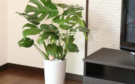【3月上旬～10月下旬発送】モンステラ7号陶器ロング 鉢 インテリア 観葉植物 草花 樹木 ギフト