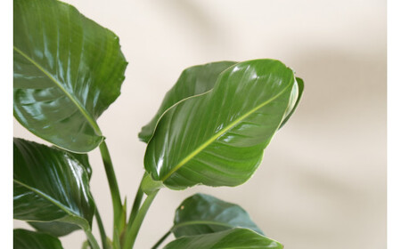 オーガスタ7号陶器スリム 白 鉢 インテリア 観葉植物 草花 樹木 ギフト