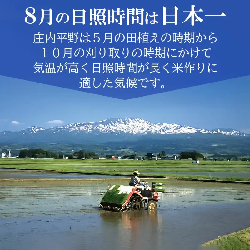【令和7年産】 特別栽培米ひとめぼれ 乾式無洗米 10kg（5kg×2袋）山形県鶴岡市産　有限会社コープスター会　| 米 こめ コメ 10キロ ブランド米 庄内米 ごはん ご飯 美味しい 国産 おすすめ 人気 お取り寄せ 返礼品 