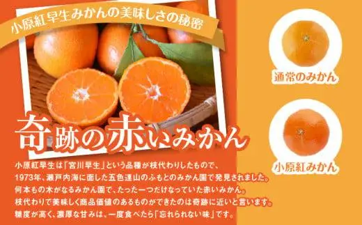 【訳あり】ご家庭用小原紅早生みかん(サイズおまかせ)　約2.5kg【11月下旬～1月下旬配送予定】｜早生ミカン みかん 早生みかん 訳アリ 訳あり 不揃い 家庭用みかん 甘い フルーツ くだもの 果物 柑橘 人気 おすすめ わけあり先行予約