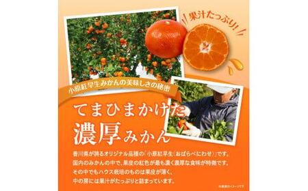 【訳あり】ご家庭用小原紅早生みかん(大玉)　約2.5kg【11月下旬～1月下旬配送予定】