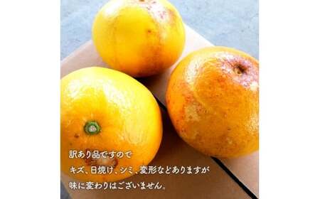 【先行予約】マルツジ果樹園の土佐文旦訳あり品（約10kg）訳あり 〈2027年2月1日から3月31日頃発送〉文旦 土佐文旦 ぶんたん ブンタン 期間限定 数量限定  2L〜4Lサイズ 16〜22個 果物 柑橘 フルーツ 高知県産【マルツジ果樹園】[BQAN006]