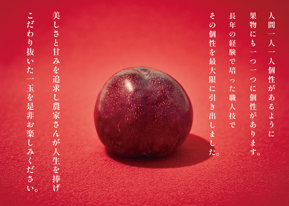 ＜2026年発送先行予約＞南アルプス市産 貴陽 約3kg（11～14個入り） ALPAL014