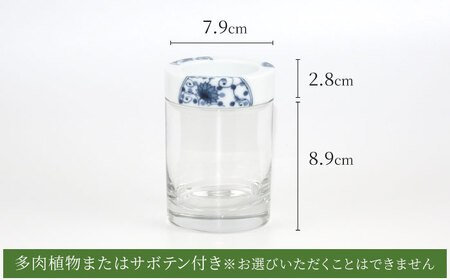 【美濃焼】SaiSui Blue（花伊万里）植物付き【大東亜窯業】インテリア 雑貨 観葉植物 多肉植物 サボテン グリーン 水で育てる 省スペース 手軽 簡単 初心者 写真映え かわいい おしゃれ [MAG065]