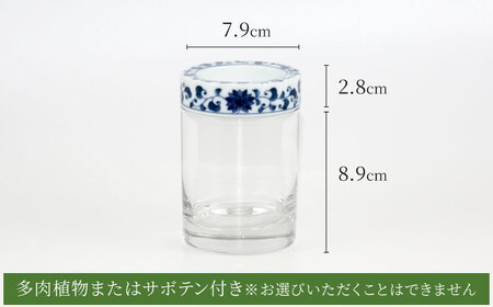 【美濃焼】SaiSui Blue（菊唐草）植物付き【大東亜窯業】インテリア 雑貨 観葉植物 多肉植物 サボテン グリーン 水で育てる 省スペース 手軽 簡単 初心者 写真映え かわいい おしゃれ [MAG066]
