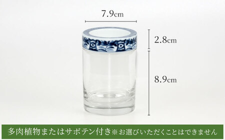 【美濃焼】SaiSui Blue（間取藍花）植物付き【大東亜窯業】インテリア 雑貨 観葉植物 多肉植物 サボテン グリーン 水で育てる 省スペース 手軽 簡単 初心者 写真映え かわいい おしゃれ [MAG068]