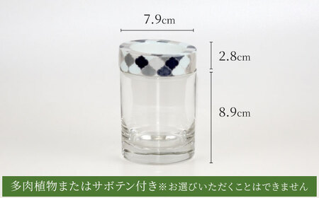 【美濃焼】SaiSui Morocco（Gray）植物付き【大東亜窯業】インテリア 雑貨 観葉植物 多肉植物 サボテン グリーン 水で育てる 省スペース 手軽 簡単 初心者 写真映え かわいい おしゃれ [MAG070]