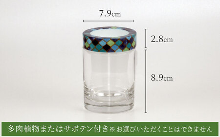 【美濃焼】SaiSui Morocco（Blue）植物付き【大東亜窯業】インテリア 雑貨 観葉植物 多肉植物 サボテン グリーン 水で育てる 省スペース 手軽 簡単 初心者 写真映え かわいい おしゃれ [MAG071]