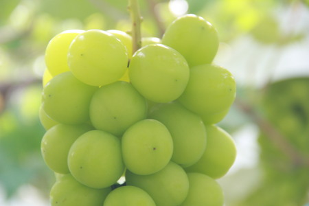 【2026年発送先行予約】厳選！南アルプス市産　プレミアム特大シャインマスカット　700g以上　１房 ALPDD011