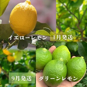【レモン】 【2027年2月上旬から発送】 家庭用 イエローレモン 約2.5kg 【RNK0112_y】