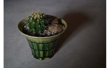 多治見市×春日井市コラボ 【美濃焼】 陶芸家「鈴木徹」 植木鉢 L × 【日本有数のサボテン産地】  春日井市の名店 後藤サボテン 