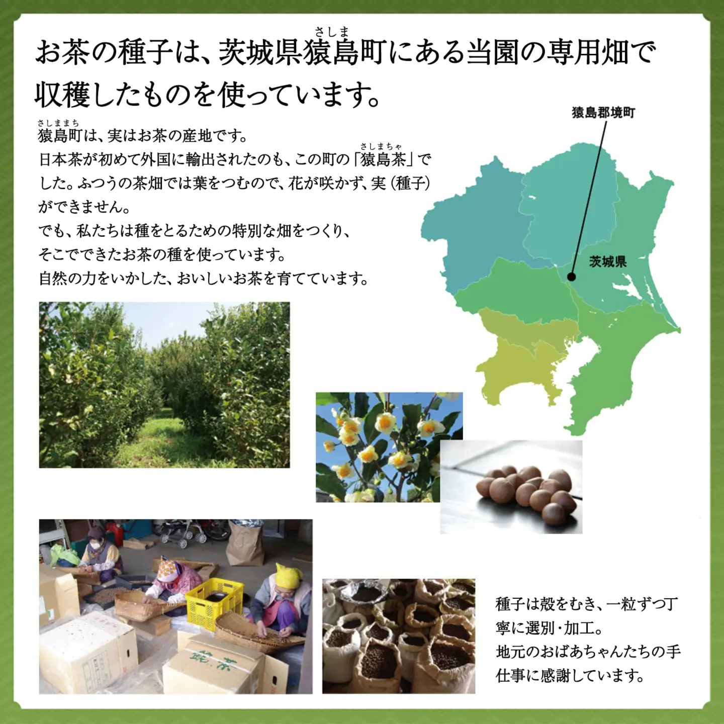 K2303 急須いらずの粉末茶【茶の種子緑茶】4本セット/湯呑み約600杯分
