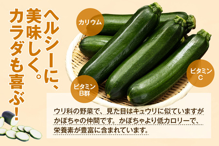 ★先行予約★【産地直送】ズッキーニ　約10本