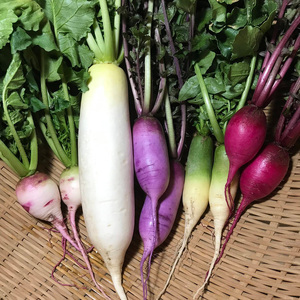 【3か月定期便】那須ブランド 秋冬の那須高原野菜セット ｜ 野菜 お野菜 新鮮 詰め合わせ やさい みずみずしい 美味しい 自然 栃木県 那須町〔D-59〕 ※北海道・沖縄・離島への配送不可 ※2026年9月上旬～11月下旬頃に順次発送予定