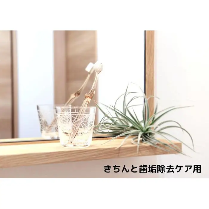 モンスール歯ブラシ　かたさ-ふつう　6本セット