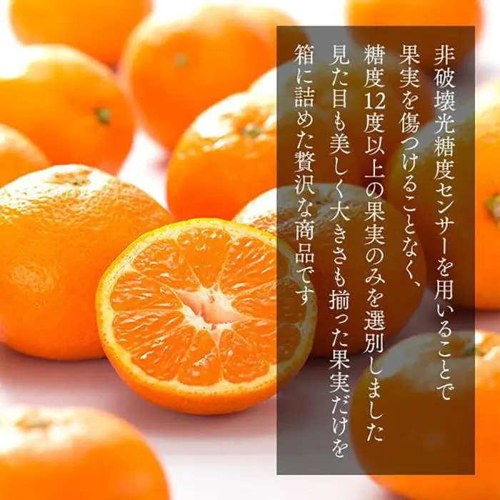 めっちゃ甘いんじゃみかん 糖度12度以上 2kg（内容量1.8kg）特選品 M・S・2Sサイズのいずれか 和歌山県産 S品 贈答用［2026年11月中旬より順次出荷予定］［みかんの会］