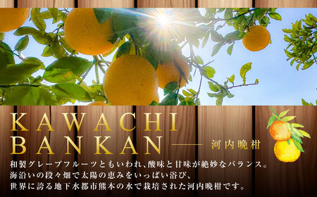 【規格外品】河内晩柑 ご家庭用 15kg サイズ不選別【2026年3月下旬～6月下旬発送予定】 晩柑 柑橘 晩柑 くだもの 果物 フルーツ