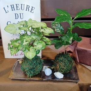 観葉植物 こけ玉 2個  観葉植物