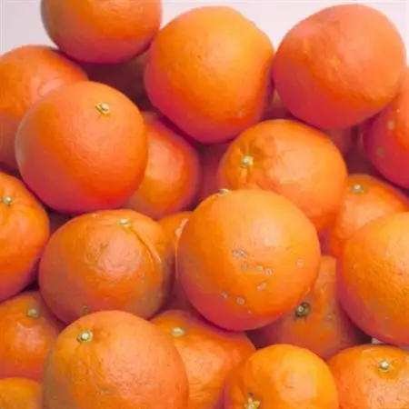 家庭用 セミノールオレンジ5kg+250g(傷み補償分)【春みかん】【訳あり】【光センサー選果】【配送不可地域：離島・北海道・沖縄県】【1345582】