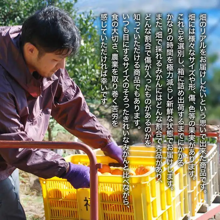有田みかん 訳あり みかん 約4.4kg 和歌山県産