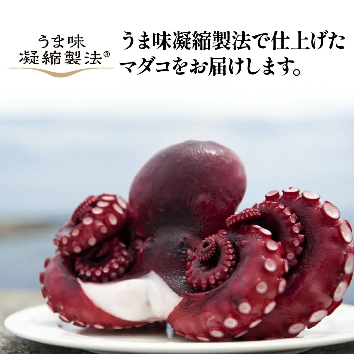 あ印のうま味凝縮製法　蒸したこ　丸々1匹_魚介・海産物 タコ  たこ 蛸_【配送不可地域：離島・沖縄県】【1209322】