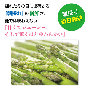 【2026年春発送】寅福菜園の朝採り春アスパラ　M（1.6㎏）　グリーンアスパラ　朝採れ　農家直送　新鮮　甘い　春野菜　旬野菜　特産品　北海道産