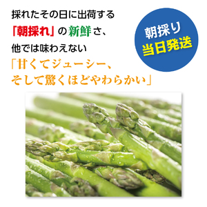 【2026年6月発送】寅福菜園の朝採り6月限定アスパラ　M（1.6㎏）　グリーンアスパラ　朝採れ　農家直送　新鮮　ジューシー　特産品　北海道産
