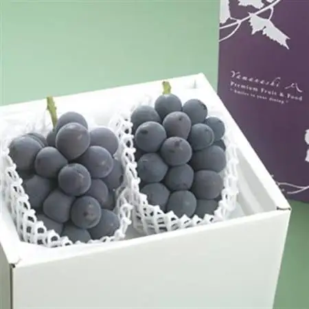 【2026年発送】藤稔 ふじみのり (種なし) 2房 約1kg 話題の大粒ぶどう【配送不可地域：離島・沖縄県】【1289158】