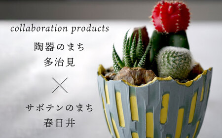 多治見市×春日井市コラボ 【美濃焼】 陶芸家「北川和喜」 重色目 深鉢S × 【日本有数のサボテンの生産地】 春日井市の名店 後藤サボテン 【井澤コーポレーション】[TBP174]