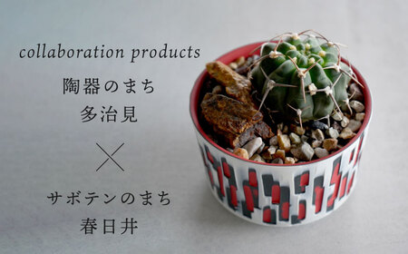 多治見市×春日井市コラボ 【美濃焼】 陶芸家「北川和喜」 重色目 円柱鉢L × 【日本有数のサボテンの生産地】 春日井市の名店 後藤サボテン 【井澤コーポレーション】[TBP175]