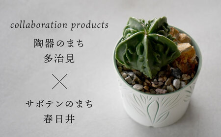 多治見市×春日井市コラボ 【美濃焼】 陶芸家「北川和喜」 重色目 植木鉢 × 【日本有数のサボテンの生産地】 春日井市の名店 後藤サボテン 【井澤コーポレーション】[TBP176]