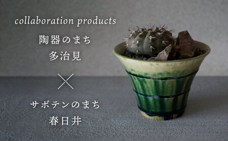 多治見市×春日井市コラボ 【美濃焼】 陶芸家「鈴木徹」 植木鉢 M × 【日本有数のサボテンの生産地】 春日井市の名店 後藤サボテン 【井澤コーポレーション】[TBP179]