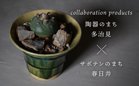 多治見市×春日井市コラボ 【美濃焼】 陶芸家「鈴木徹」植木鉢 S × 【日本有数のサボテンの生産地】 春日井市の名店 後藤サボテン 【井澤コーポレーション】[TBP180]