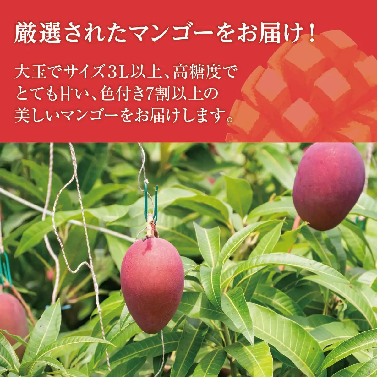 (先行受付)アップルマンゴー 南城市 約2kg (4～5玉)   