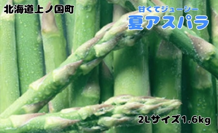 【2026年夏発送】寅福菜園の朝採り夏アスパラ　2L（1.6㎏）　朝採れ　農家直送　新鮮　グリーンアスパラ　夏野菜　旬野菜　シャキシャキ　とれたて　北海道産