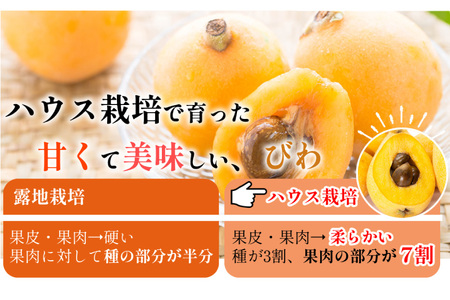 BH093 【期間限定発送】長崎県産 ハウスびわ 約500g 化粧箱入り [長崎県 島原市]