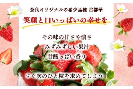 平群 の 古都華 いちご 4L or 5L サイズ（1種×2パック）苺屋小東 | フルーツ いちご 古都華 先行予約 奈良県 平群町