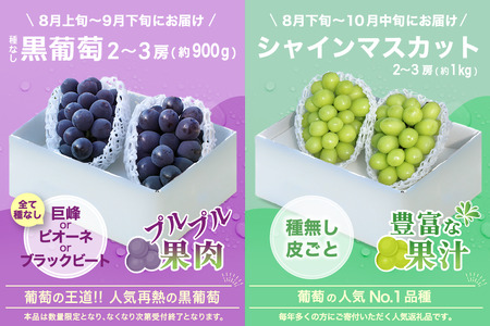 【2026年発送 先行予約】2回定期便 旬のフルーツ定期便（種無し黒葡萄2～3房・シャインマスカット2～3房） 180-008-26y