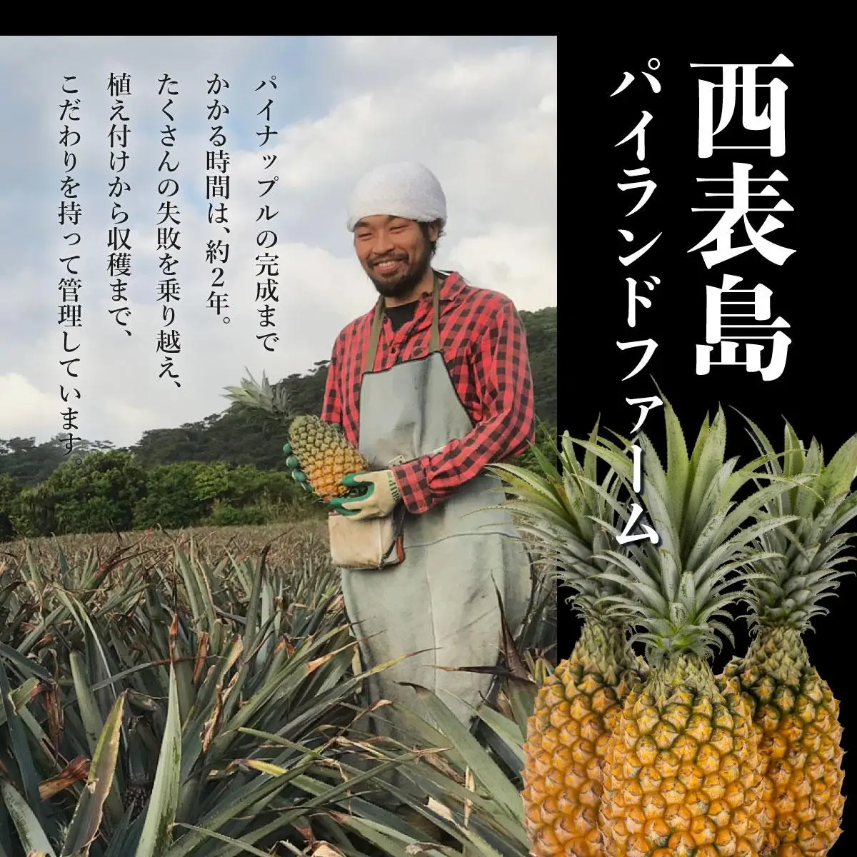GOKUJUKU-極熟プレミアムサンドルチェ(R) 1.4kg以上 