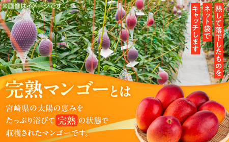 数量限定 完熟マンゴー 3L×1玉 フルーツ 果物 くだもの 国産_C166-26