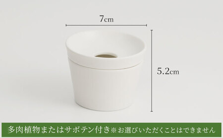 【美濃焼】＜色が 選べる＞COPO（ジェラート）植物付き【大東亜窯業】インテリア 雑貨 観葉植物 多肉植物 サボテン グリーン 水で育てる 省スペース 手軽 簡単 初心者 写真映え かわいい おしゃれ [MAG073]