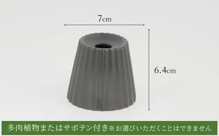 【美濃焼】＜色が 選べる＞COPO（カヌレ）植物付き【大東亜窯業】インテリア 雑貨 観葉植物 多肉植物 サボテン グリーン 水で育てる 省スペース 手軽 簡単 初心者 写真映え かわいい おしゃれ [MAG074]