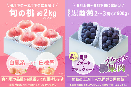 【2026年発送 先行予約】2回定期便 旬のフルーツ定期便（桃2㎏・種無し黒葡萄2～3房）180-009-26y