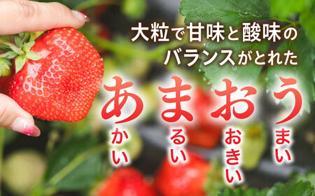 【先行受付】糸島産 完熟あまおう 280g×4パック (デラックスサイズ)【2027年1月以降順次発送】糸島市 / 小河農園 いちご フルーツ 果物 [AJN002]